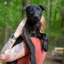 Red - Black brindle Dutch Shepherd puppy in Auburn, Georgia from Faberge Hollandse Herdershond