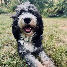 Maple - Bernedoodle