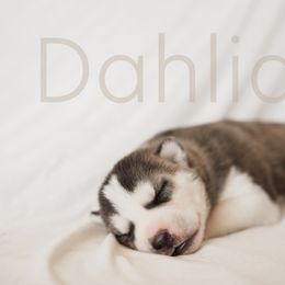 Siberian Husky Puppies from Husky Love and Pups