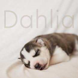 Siberian Husky Puppies from Husky Love and Pups