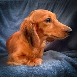 Benzleigh - Dachshund