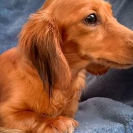 Benzleigh - Dachshund