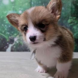 Tahini - Sable male Pembroke Welsh Corgi puppy in Washington from Castle View Royal Rumps