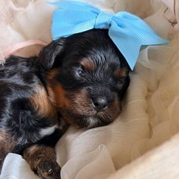 Stormy Jupiter - Black and tan female Cavapoo puppy in Tucson, Arizona from Cavapoo Puppy Parade