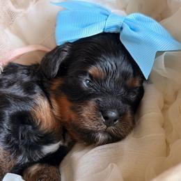 Stormy Jupiter - Black and tan female Cavapoo puppy in Tucson, Arizona from Cavapoo Puppy Parade