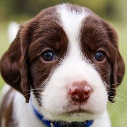 English Springer Spaniel puppies from Southern Springers