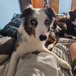 Kaiya - Australian Shepherd