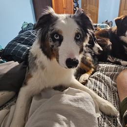 Kaiya - Australian Shepherd