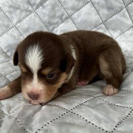 Boots - Red tri male Miniature Australian Shepherd puppy in Alabama from SBA Aussies
