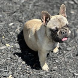 French Bulldog Puppies from Tribe of Judah Kennel