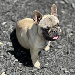 French Bulldog Puppies from Tribe of Judah Kennel