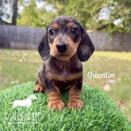 Quentin - Dapple male Dachshund puppy in Royse City, Texas from Truehearted Miniature Dachshunds