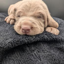 Jennifer - Silver gray female Weimaraner puppy in Evart, Michigan from Drehbar Weimaraners