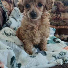 Molly - Apricot female Poodle puppy in Blanch, North Carolina from Faithful Hearts Kennel