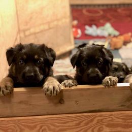 German Shepherd Puppies from Ransomshire Shepherds