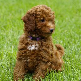 Charlotte - Red  female Goldendoodle puppy in Augusta, West Virginia from Creation Goldedoodles