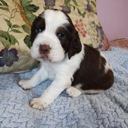 Larry - Liver white and tan male English Springer Spaniel puppy in Kingsport, Tennessee from Leandra's English Springer Spaniels