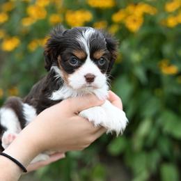 Abilene - Chocolate female Cavalier King Charles Spaniel puppy in Sugarcreek, Ohio from Chocolate Cavalier
