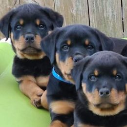 Rottweilers from Amina Rottweilers