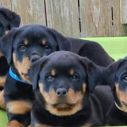 Rottweilers from Amina Rottweilers