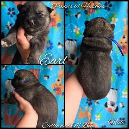 Earl - Agouti and white male Siberian Husky puppy in Bloomfield, Indiana from Paiges lil huskies