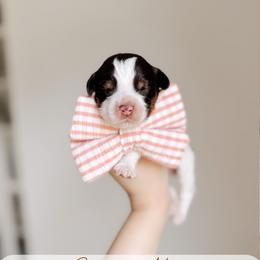 Coastal Maine - Tri-color male Australian Labradoodle puppy in Syracuse, Indiana from The Doodle Cove