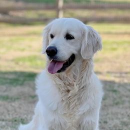 Bliss - Golden Retriever
