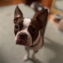 Rosey - Boston Terrier