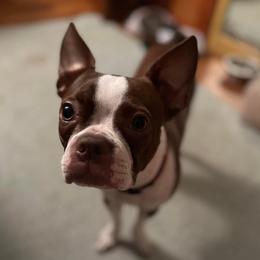 Rosey - Boston Terrier