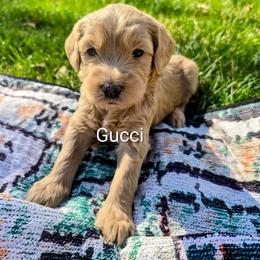 Gucci - Apricot male Goldendoodle puppy in Red Oak, Iowa from Fisher Pups-Stay Golden with a Doodle