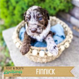 Finnick - Merle male Goldendoodle puppy in Soddy Daisy, Tennessee from The W Doods