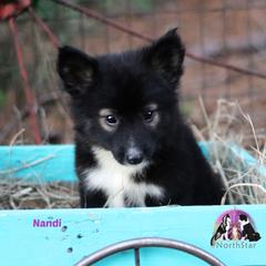Nandi - female Nenets Herding Laika puppy in Manns Choice, Pennsylvania from Mystic Winds