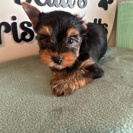 Dexx - Black and tan male Yorkshire Terrier puppy in Clermont, Florida from Bella's Prissy Butts