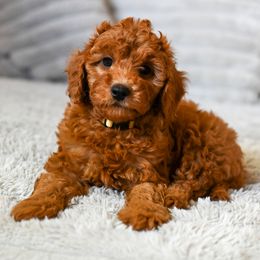 Girl 3 - female Cavapoo puppy in Tucson, Arizona from Sun Valley Goldendoodles