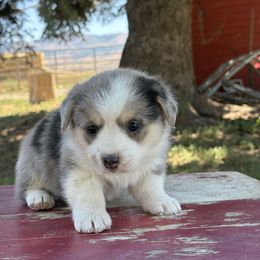 George - Blue merle and white male American Corgi puppy in Preston, Idaho from KC Bar