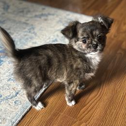 Naomi - Chihuahua