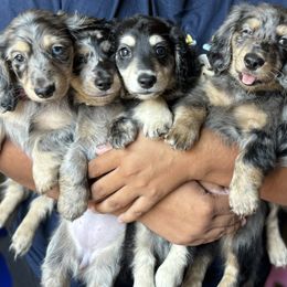 Dachshunds from HotDachs