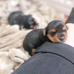 Yorkshire Terrier Puppies from Elaine’s Pup Co.