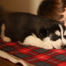 Siberian Husky Puppies from East Inn Huskies