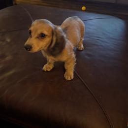 Shelby - Cream female Dachshund puppy in Davison, Michigan from Brimstone Hollow Dachshunds