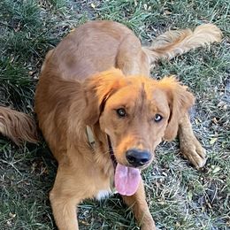 Keeper - Golden Retriever
