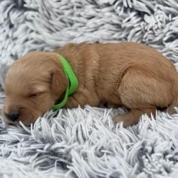 Annie - Apricot female Goldendoodle puppy in Ambrose, Georgia from Brandilyn's Aussies