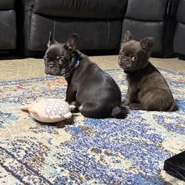 Toto - Brindle male French Bulldog puppy in Salinas, California from Sugar's Maltipoo's and Frenchies