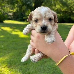 Neville - Apricot male Cavapoo puppy in Lancaster, Missouri from Cavapoo Acres