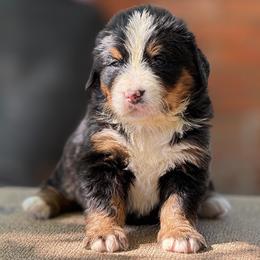 Girl 1 - Black rust and white female Bernese Mountain Dog puppy in New Haven, Indiana from Milan Berners