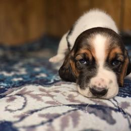 Dopey - Black white and tan male Basset Hound puppy in Valley, Washington from Enchanted Valley Paws