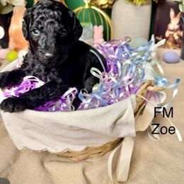 Zoe - Black female Poodle puppy in Greenwich, New York from MizzElle’s Standard Poodles