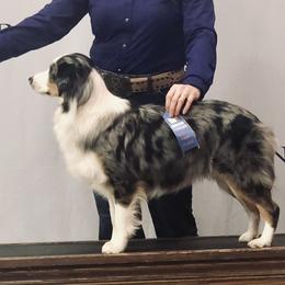 Reina - Miniature Australian Shepherd