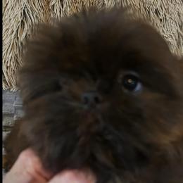 Boy 1 - Brindle male Shih Tzu puppy in Dallas, Texas from A Sassy Soul Shih-Tzu