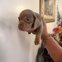 Isabella Tan (Male) - Fawn (isabella) and tan male Dachshund puppy in Long Beach, California from CasadeWeens